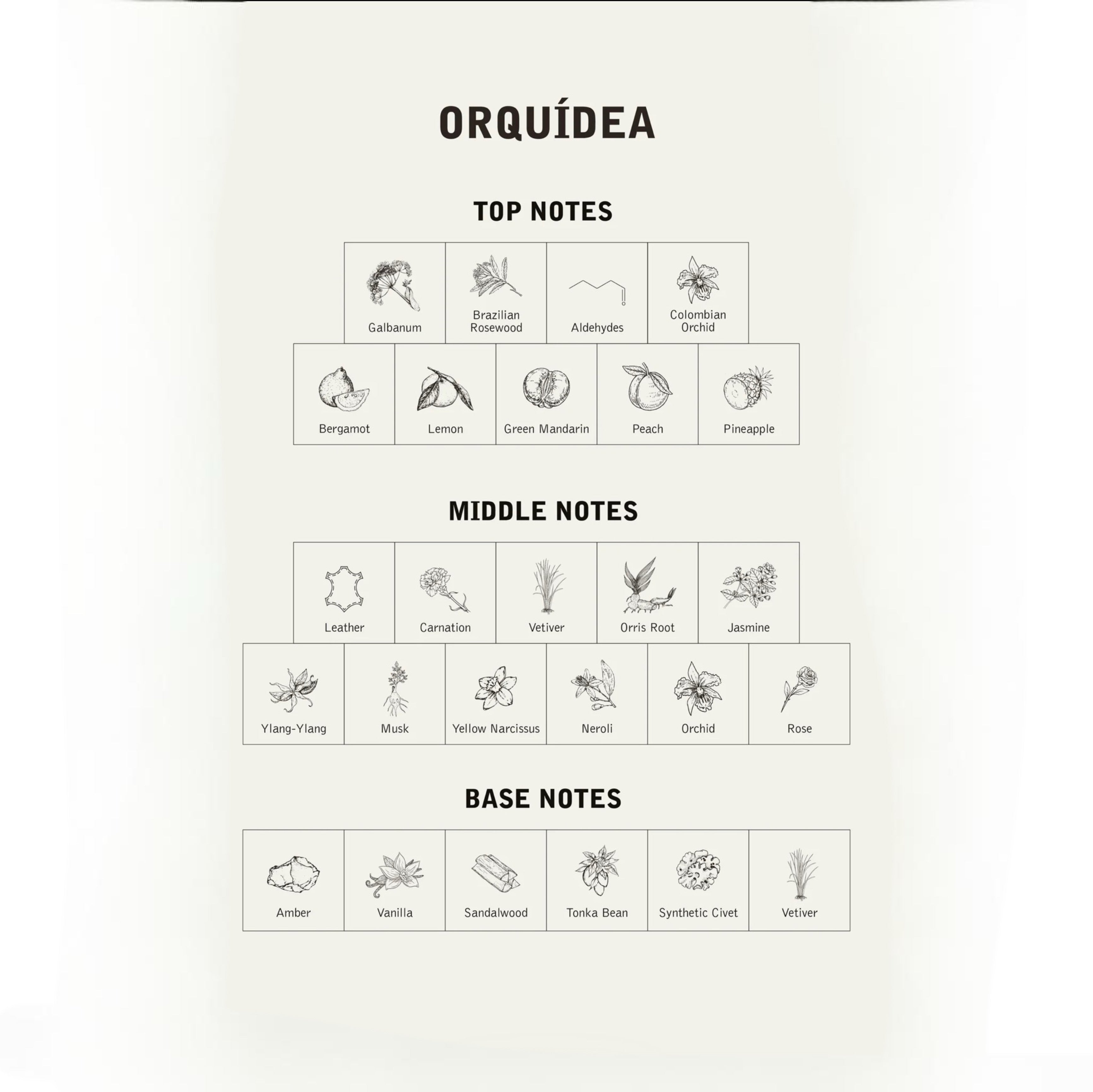Orquídea